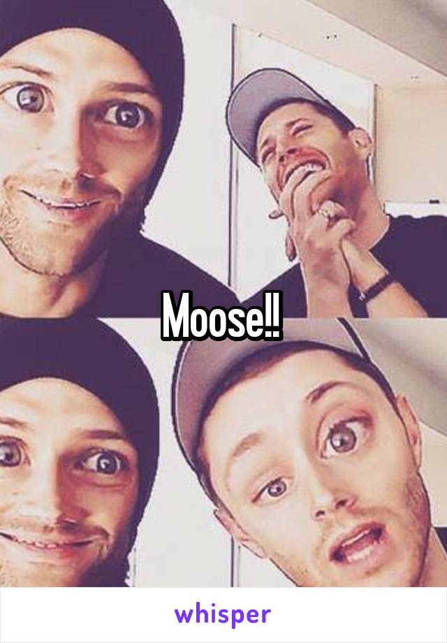 Moose!! 