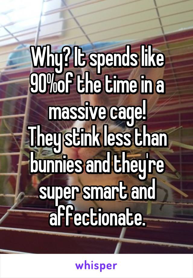 Why? It spends like 90%of the time in a massive cage!
They stink less than bunnies and they're super smart and affectionate.