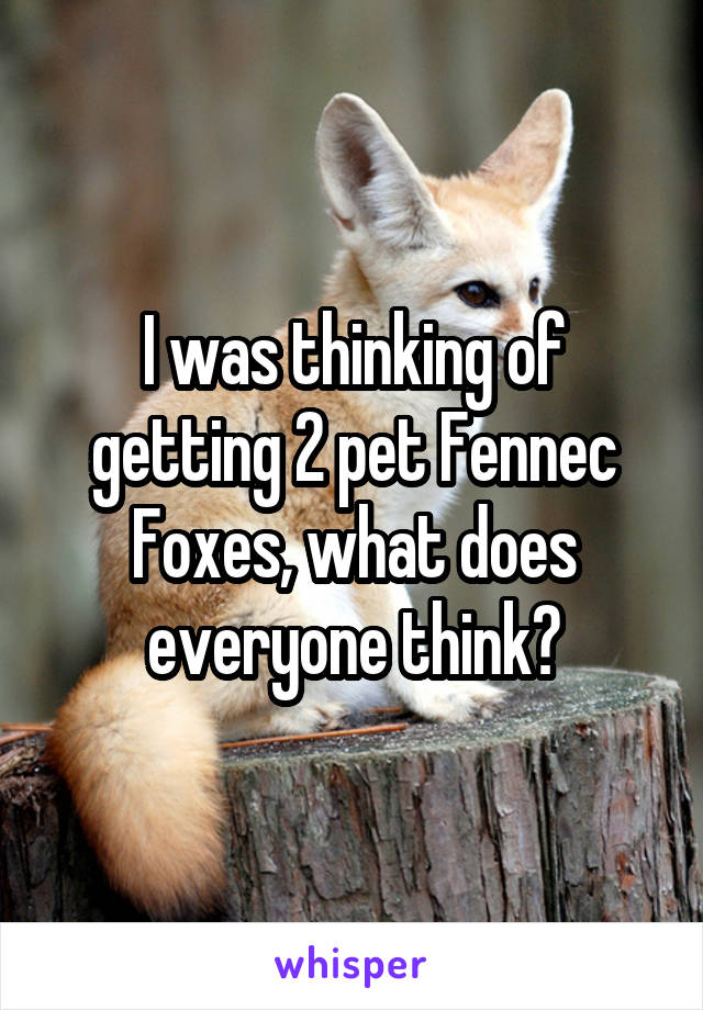 I was thinking of getting 2 pet Fennec Foxes, what does everyone think?