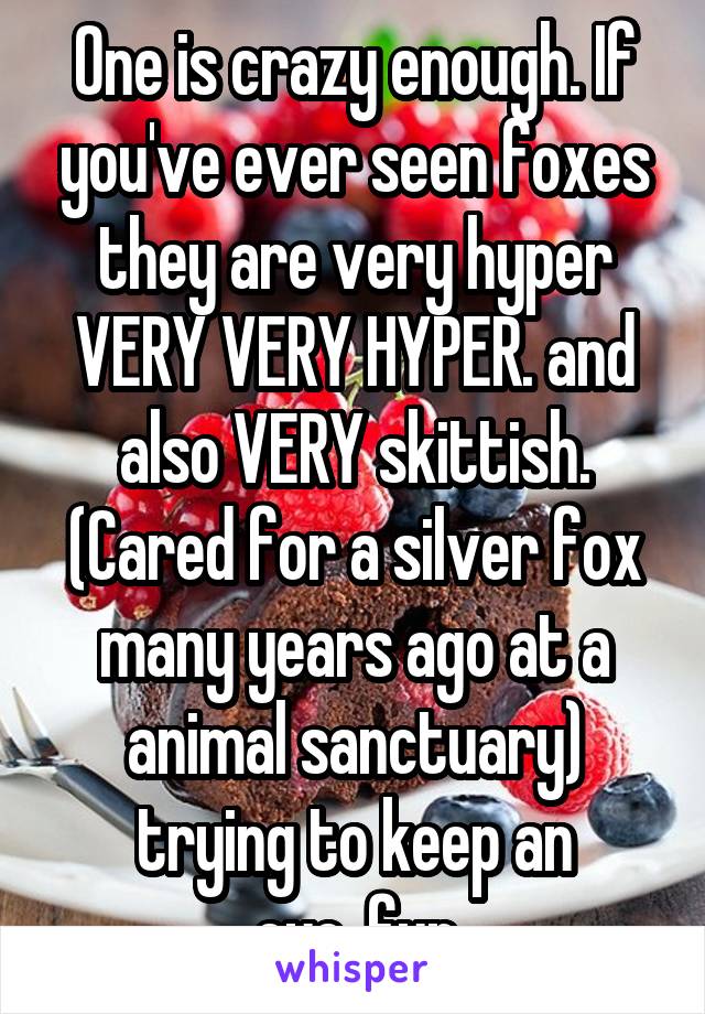 One is crazy enough. If you've ever seen foxes they are very hyper VERY VERY HYPER. and also VERY skittish.
(Cared for a silver fox many years ago at a animal sanctuary) trying to keep an eye..fun