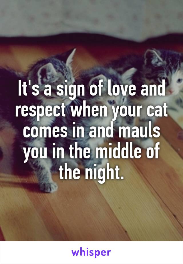 It's a sign of love and respect when your cat comes in and mauls you in the middle of the night.
