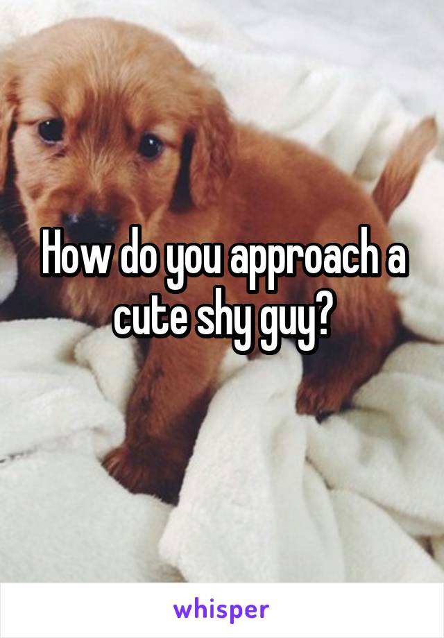 How do you approach a cute shy guy?
