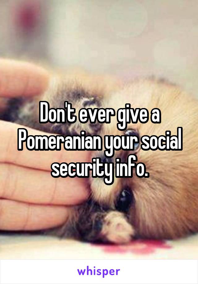 Don't ever give a Pomeranian your social security info.
