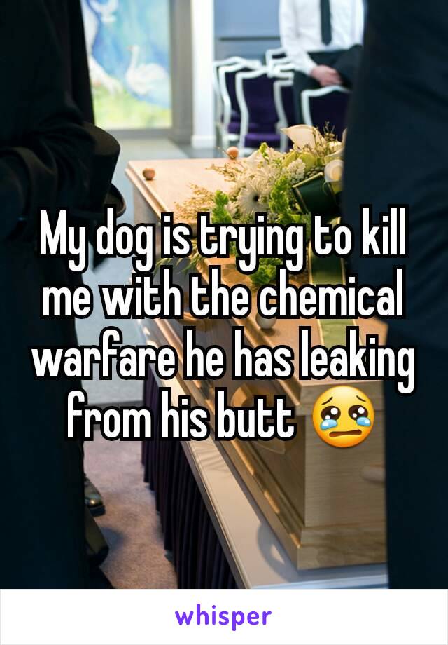 My dog is trying to kill me with the chemical warfare he has leaking from his butt 😢