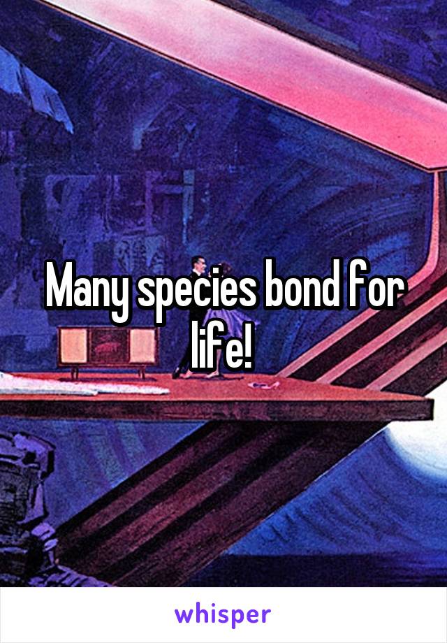 Many species bond for life! 