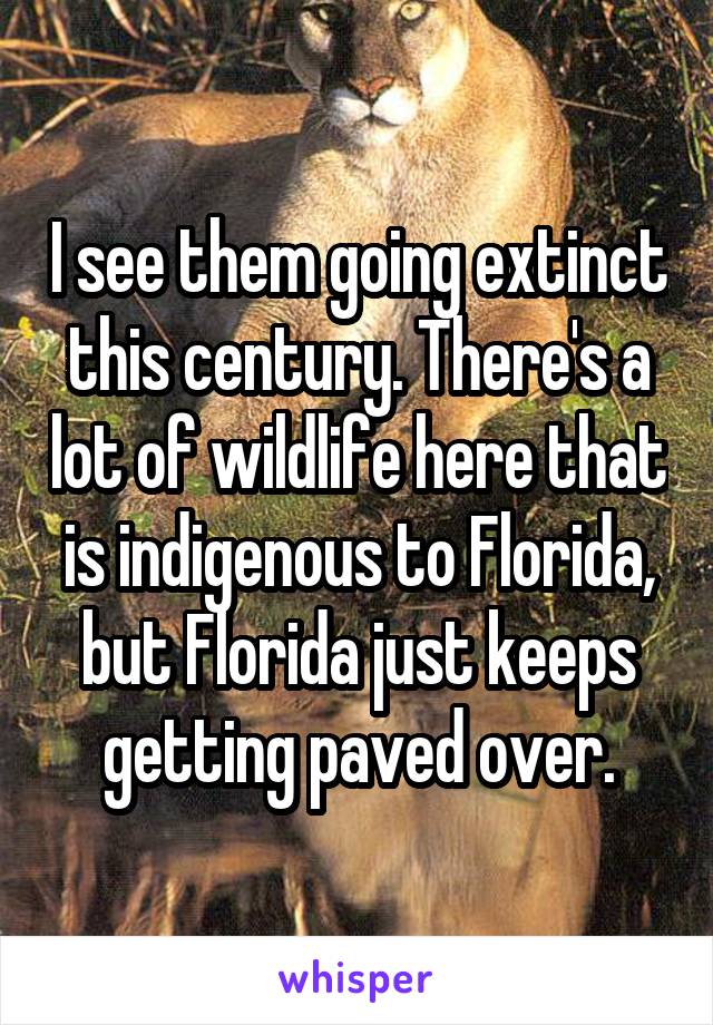 I see them going extinct this century. There's a lot of wildlife here that is indigenous to Florida, but Florida just keeps getting paved over.