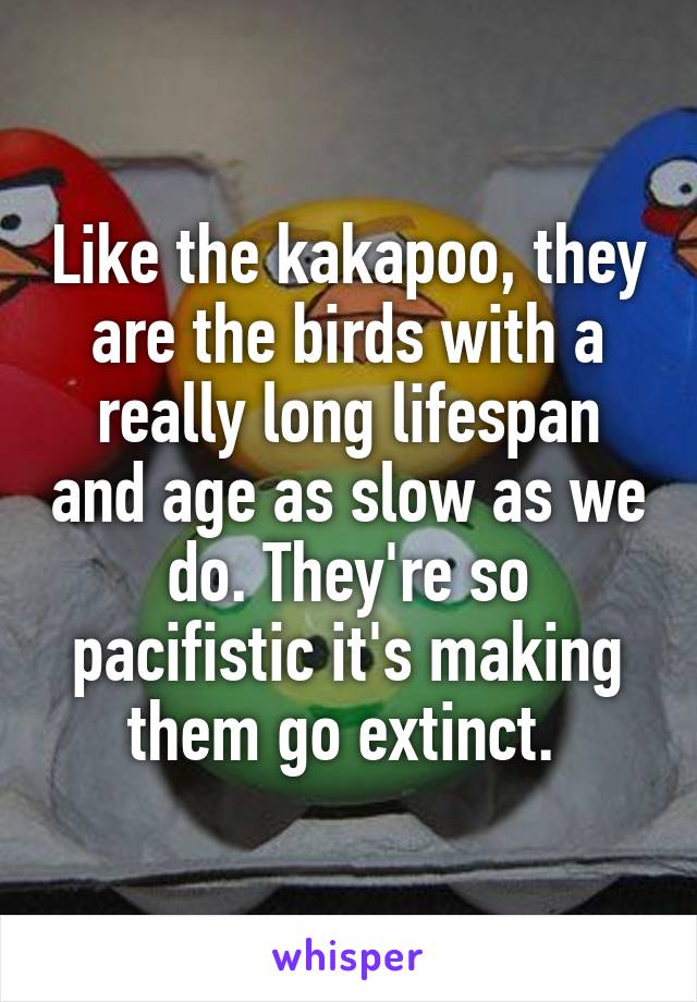 Like the kakapoo, they are the birds with a really long lifespan and age as slow as we do. They're so pacifistic it's making them go extinct. 