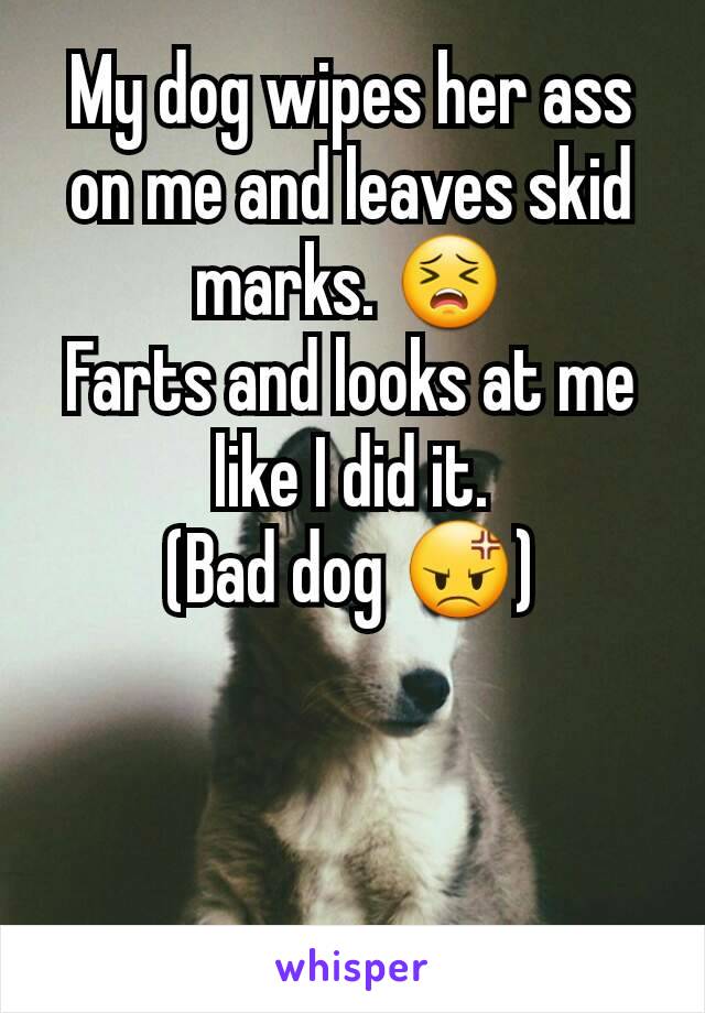 My dog wipes her ass on me and leaves skid marks. 😣
Farts and looks at me like I did it.
(Bad dog 😡)