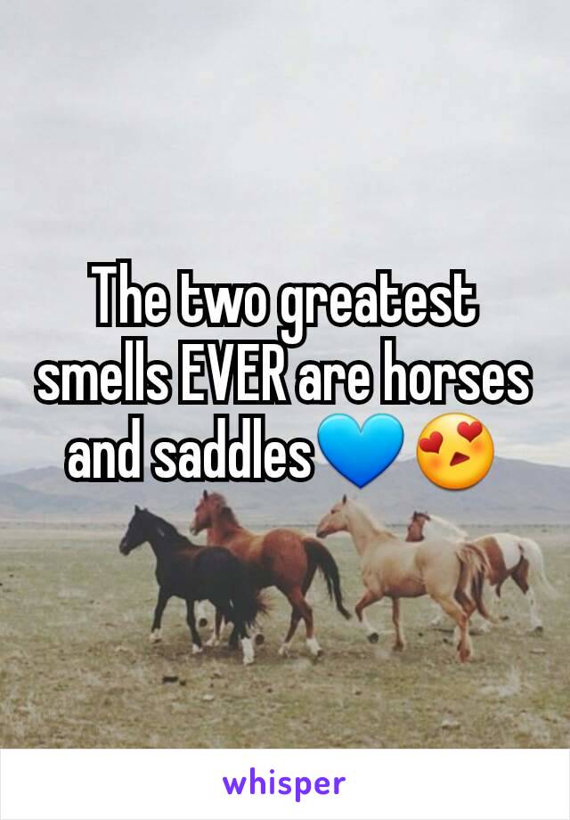 The two greatest smells EVER are horses and saddles💙😍
