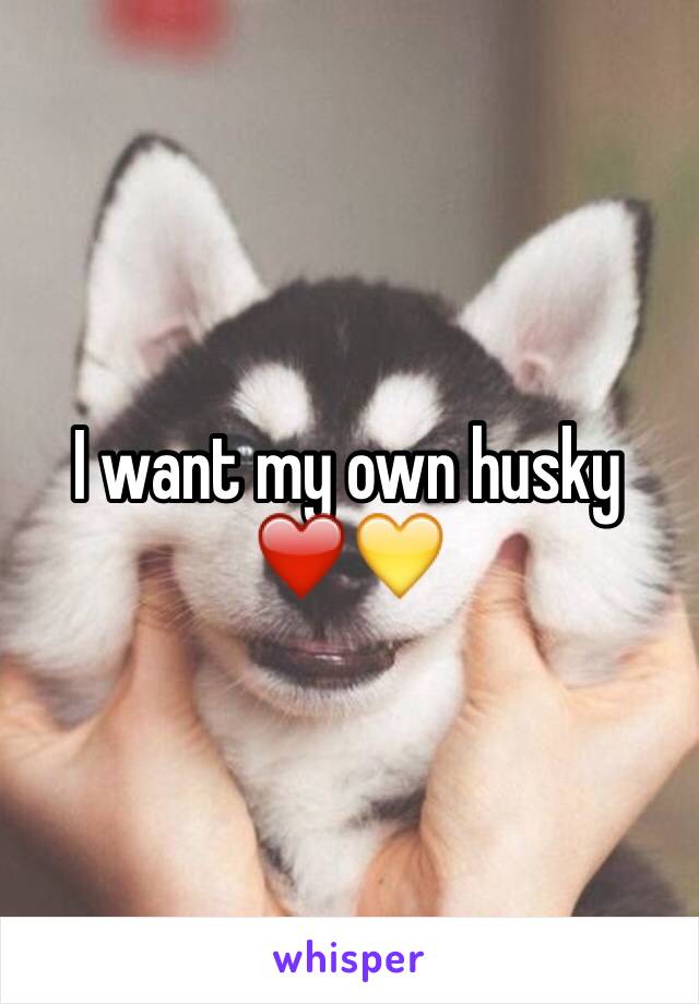 I want my own husky ❤️💛