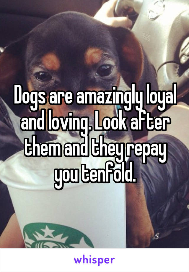 Dogs are amazingly loyal and loving. Look after them and they repay you tenfold.
