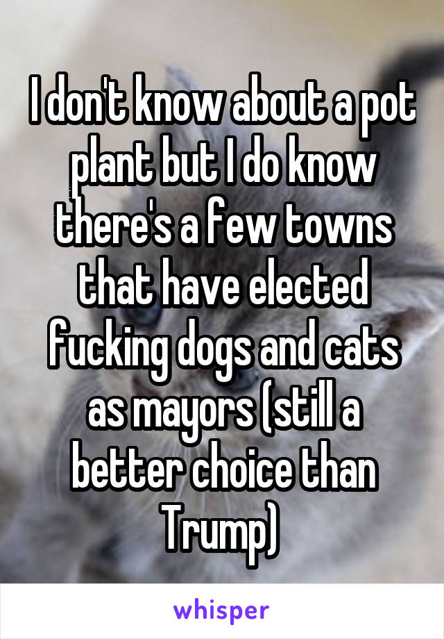 I don't know about a pot plant but I do know there's a few towns that have elected fucking dogs and cats as mayors (still a better choice than Trump) 