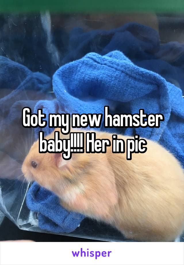 Got my new hamster baby!!!! Her in pic