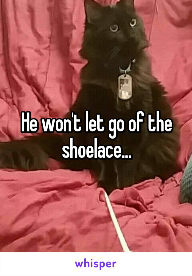 He won't let go of the shoelace...