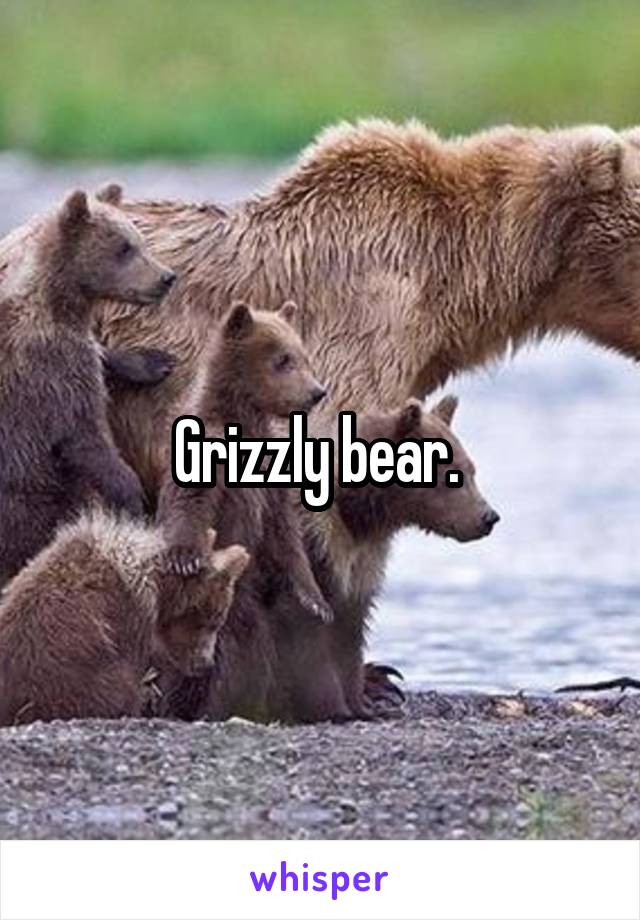 Grizzly bear. 