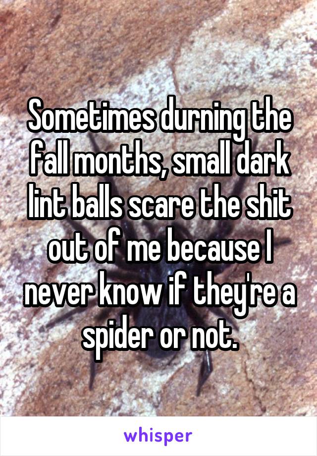 Sometimes durning the fall months, small dark lint balls scare the shit out of me because I never know if they're a spider or not.