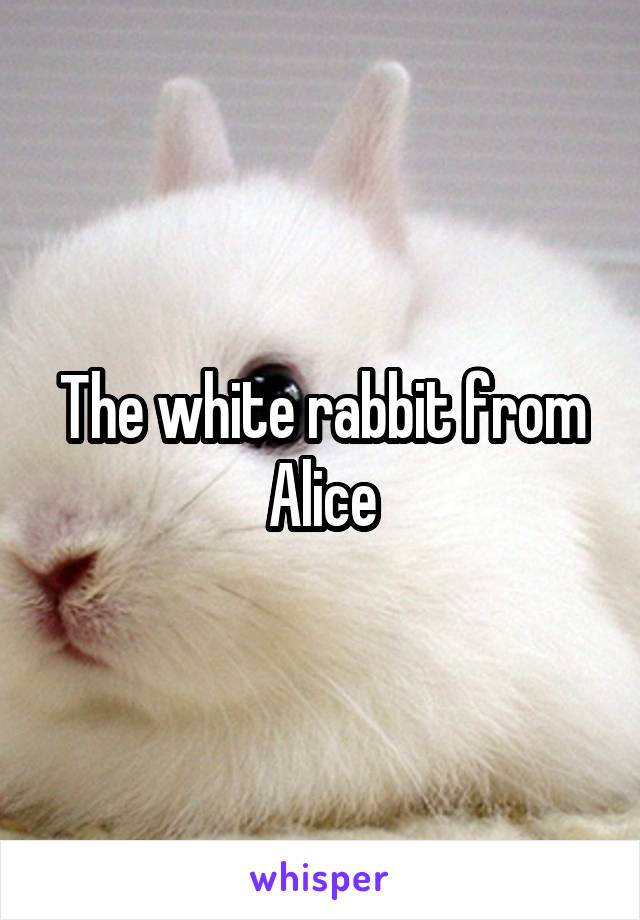 The white rabbit from Alice