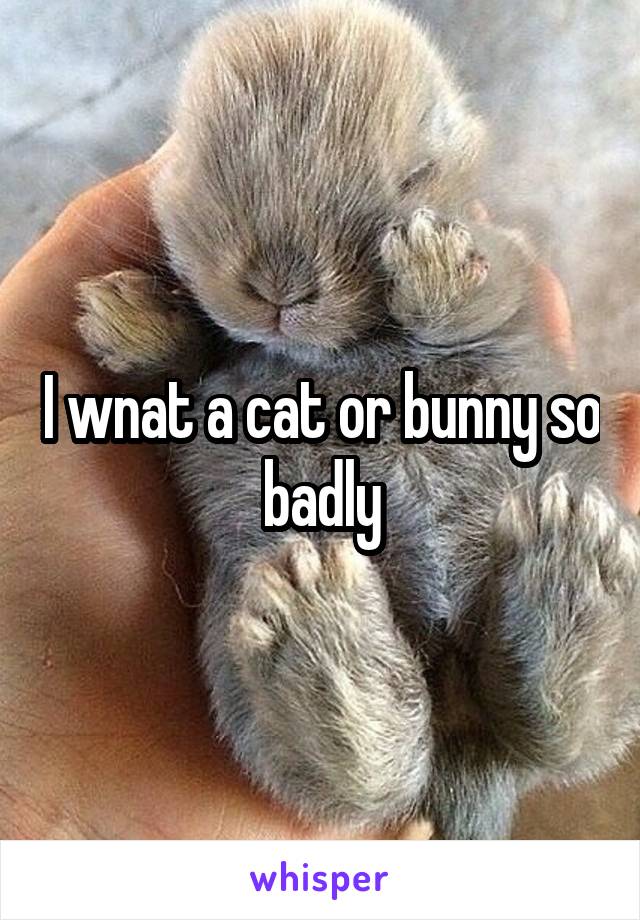 I wnat a cat or bunny so badly