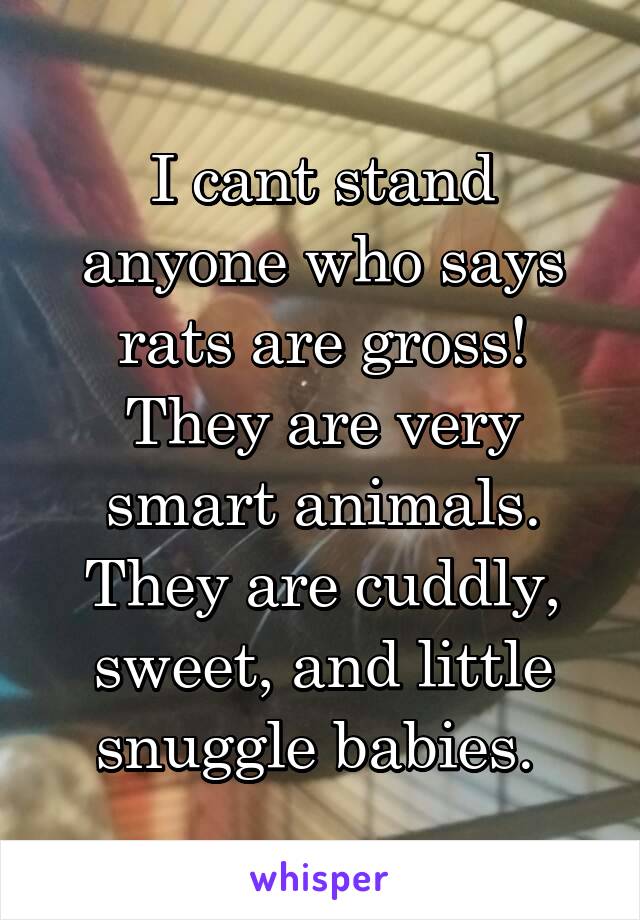 I cant stand anyone who says rats are gross! They are very smart animals. They are cuddly, sweet, and little snuggle babies. 