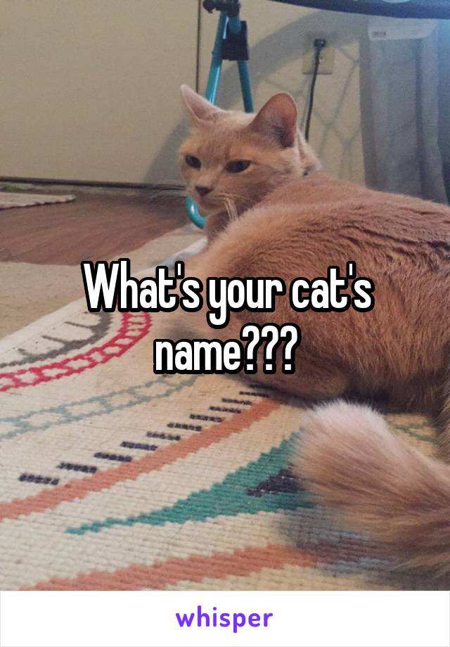 What's your cat's name???