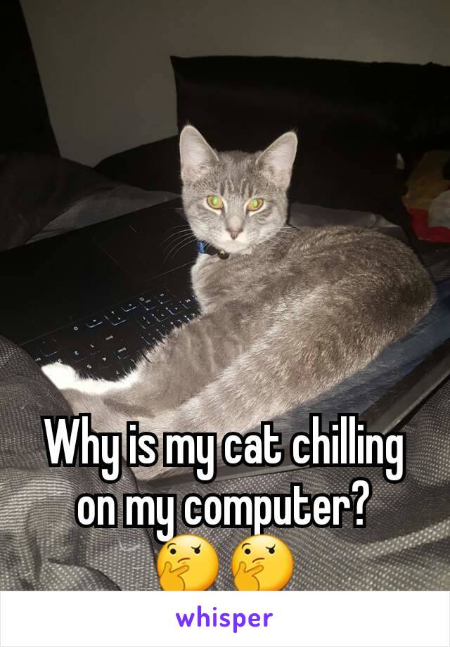 Why is my cat chilling on my computer?🤔🤔