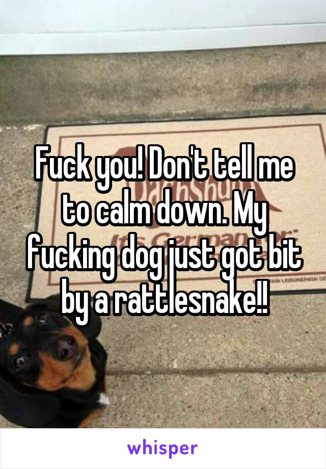 Fuck you! Don't tell me to calm down. My fucking dog just got bit by a rattlesnake!!