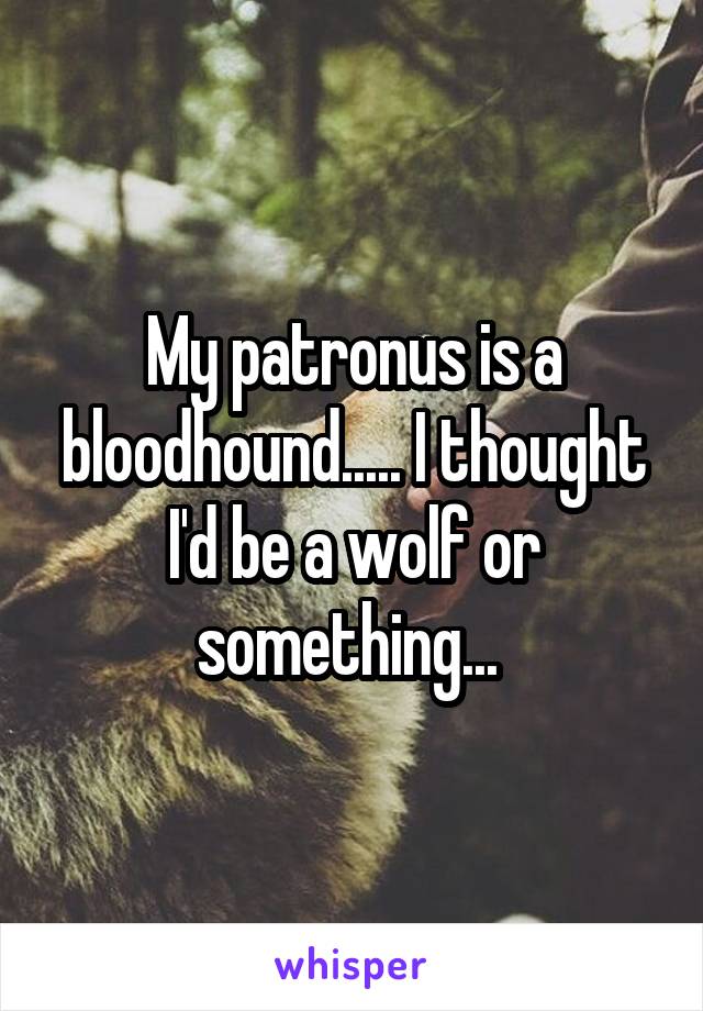 My patronus is a bloodhound..... I thought I'd be a wolf or something... 