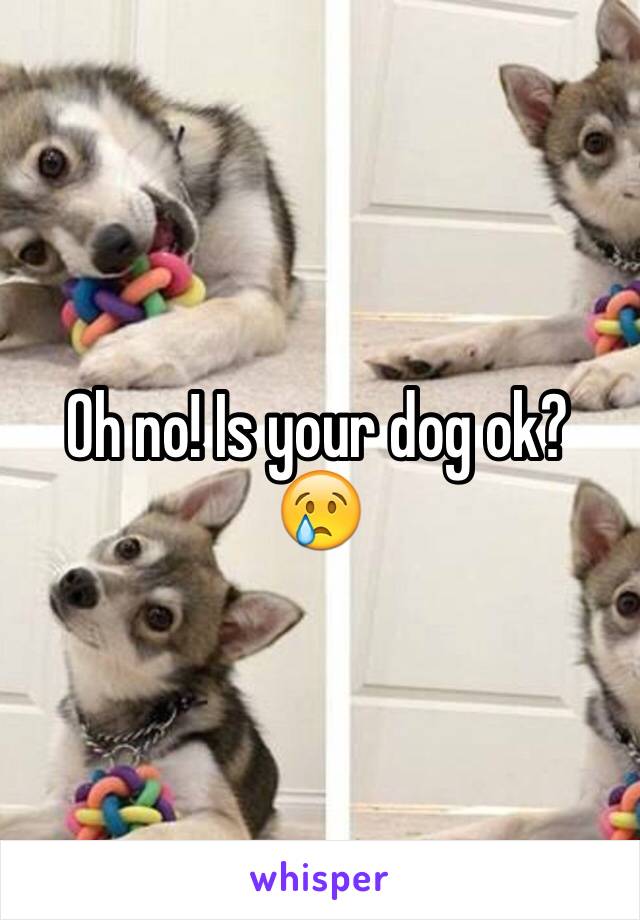 Oh no! Is your dog ok? 😢