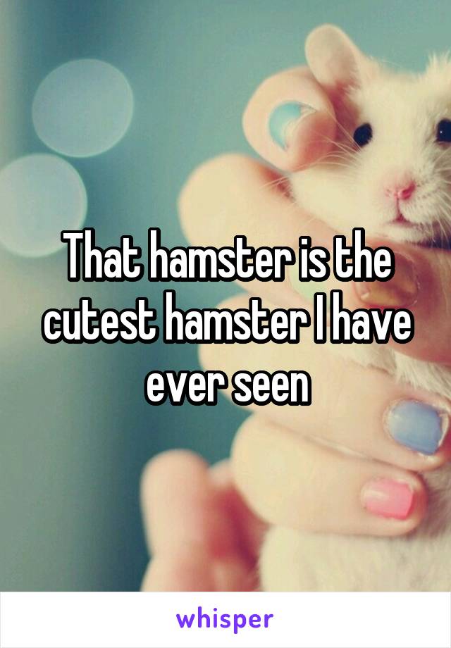 That hamster is the cutest hamster I have ever seen