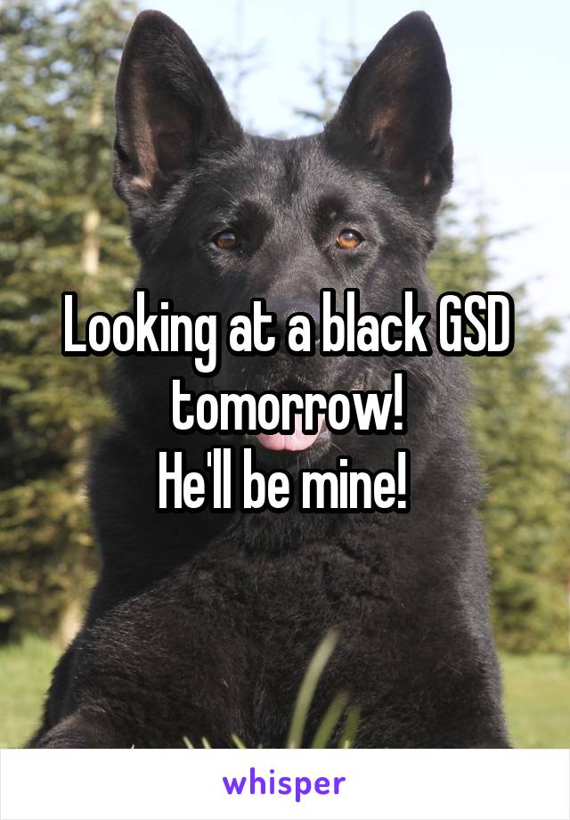 Looking at a black GSD tomorrow!
He'll be mine! 