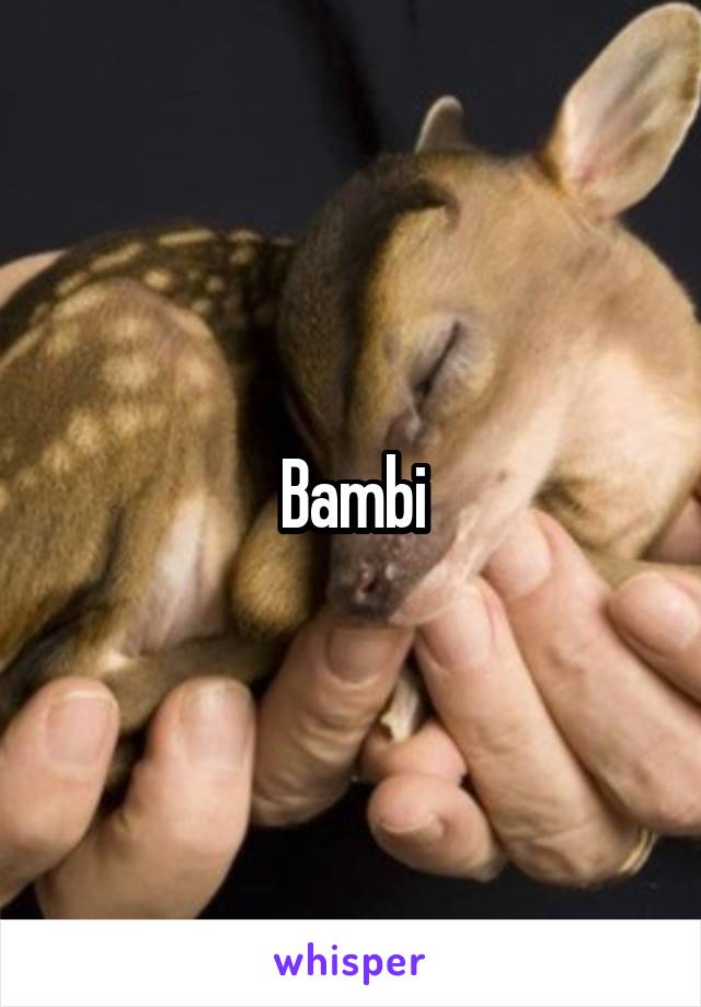 Bambi