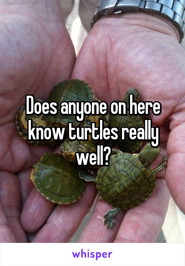 Does anyone on here know turtles really well?