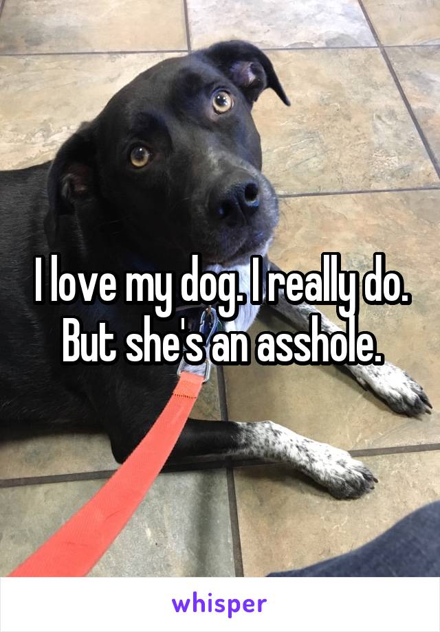 I love my dog. I really do.
But she's an asshole.