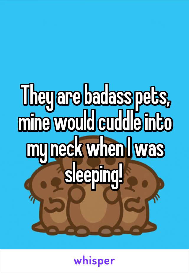 They are badass pets, mine would cuddle into my neck when I was sleeping! 