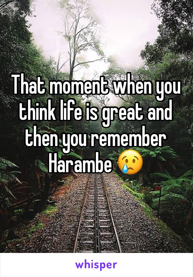 That moment when you think life is great and then you remember Harambe 😢