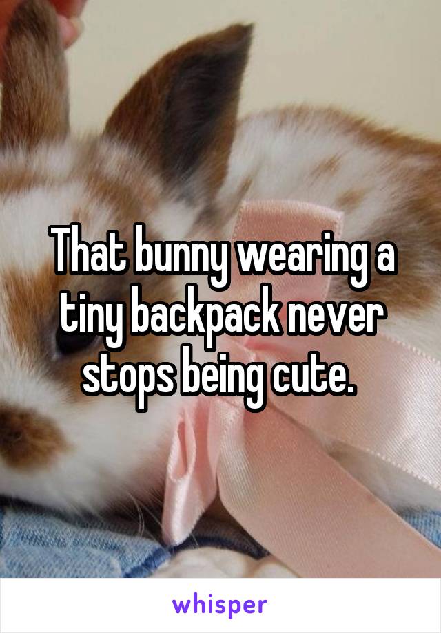 That bunny wearing a tiny backpack never stops being cute. 