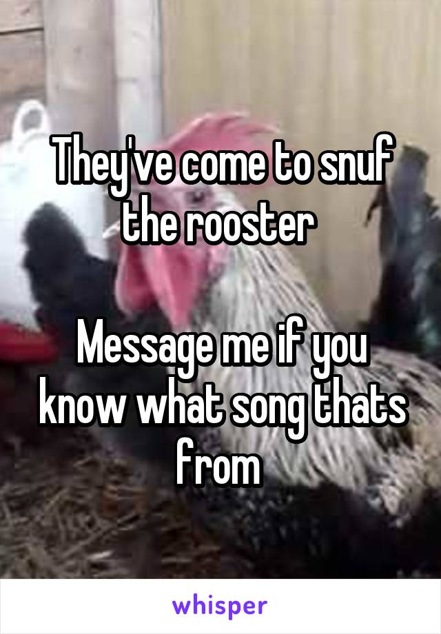 They've come to snuf the rooster 

Message me if you know what song thats from 
