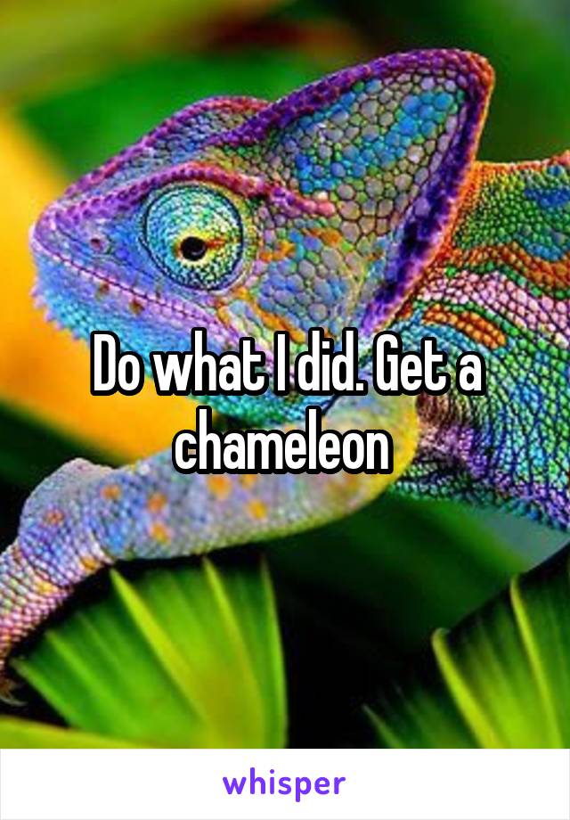 Do what I did. Get a chameleon 