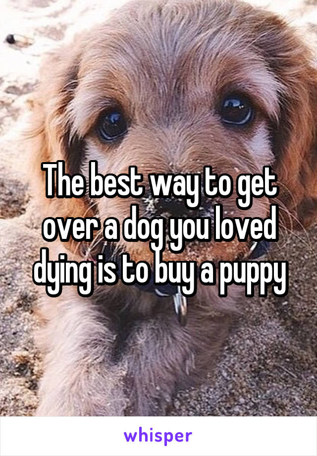 The best way to get over a dog you loved dying is to buy a puppy