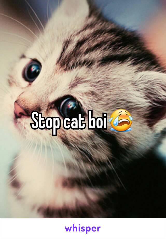 Stop cat boi😭