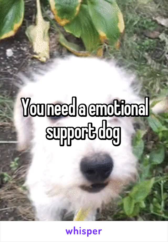 You need a emotional support dog 