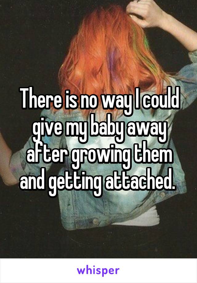 There is no way I could give my baby away after growing them and getting attached. 