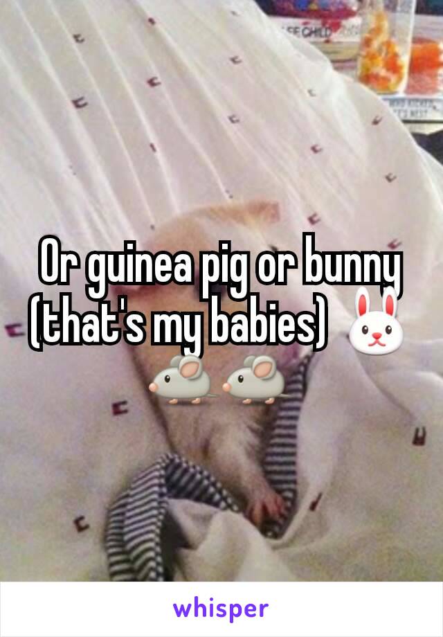Or guinea pig or bunny (that's my babies) 🐰🐁🐁