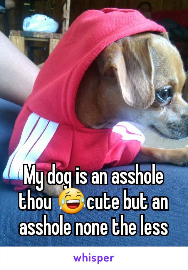 My dog is an asshole thou 😂cute but an asshole none the less