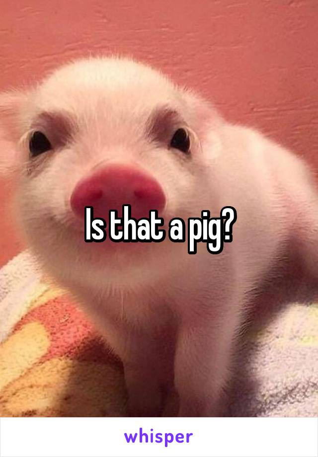 Is that a pig?