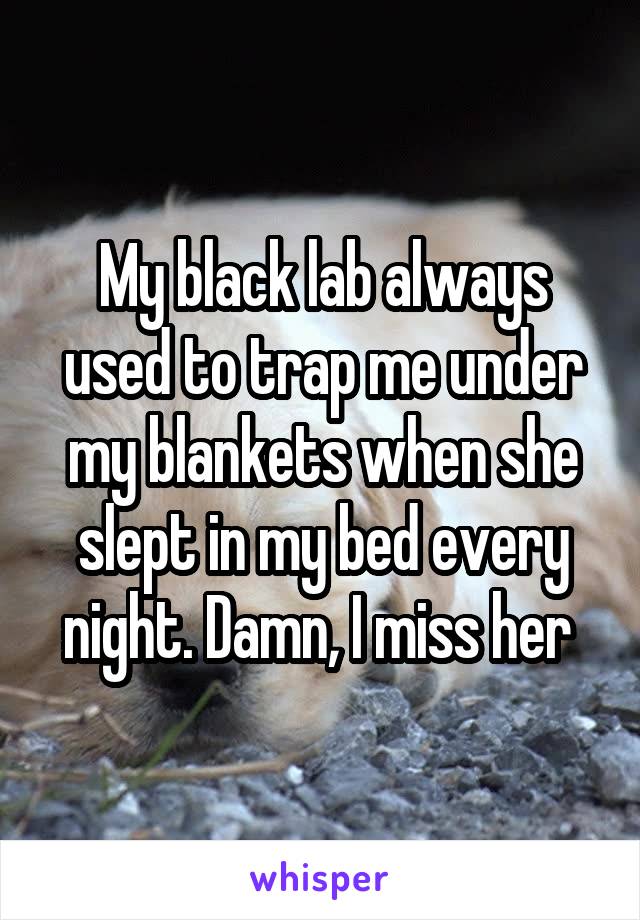 My black lab always used to trap me under my blankets when she slept in my bed every night. Damn, I miss her 