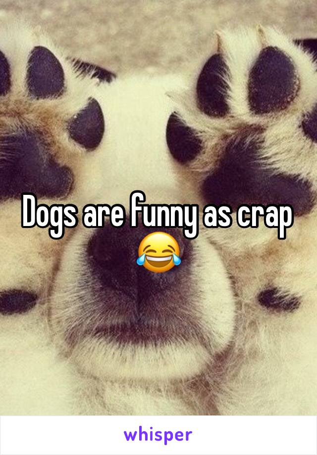 Dogs are funny as crap 😂