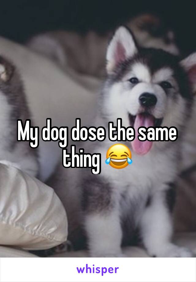 My dog dose the same thing 😂