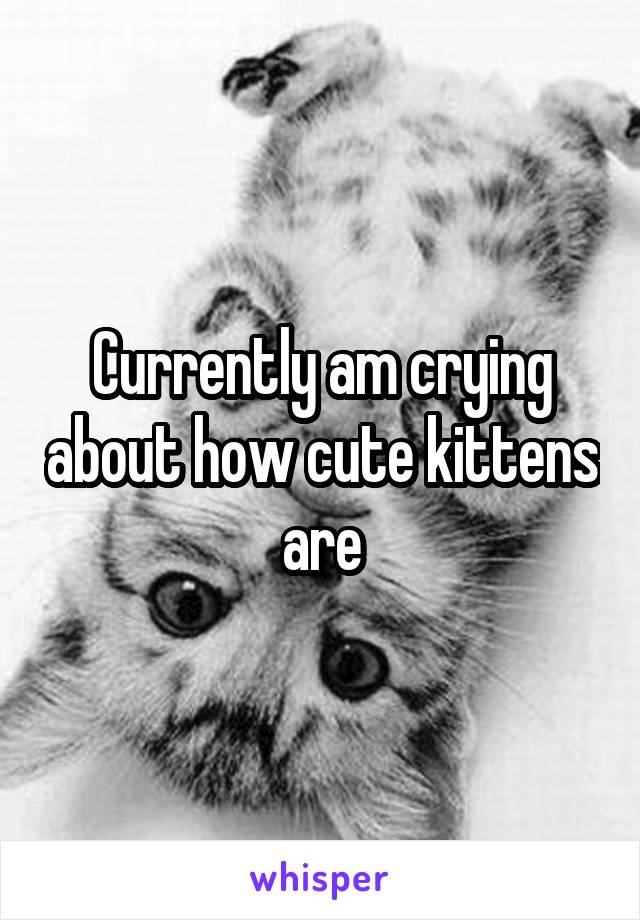 Currently am crying about how cute kittens are