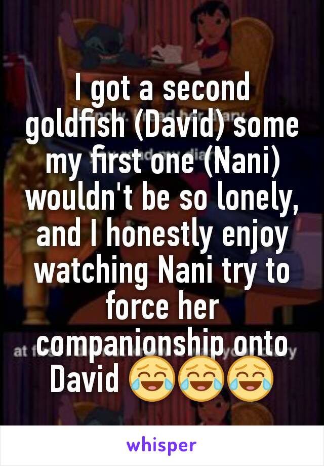 I got a second goldfish (David) some my first one (Nani) wouldn't be so lonely, and I honestly enjoy watching Nani try to force her companionship onto David 😂😂😂